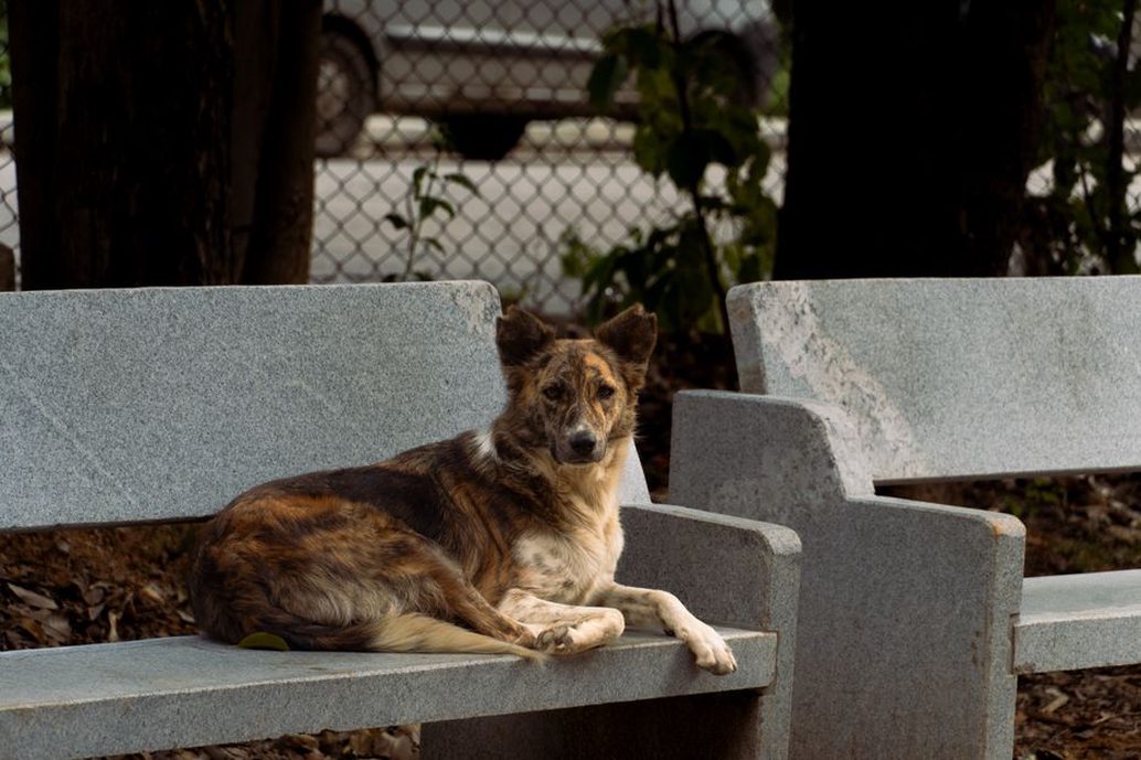 Un chien observe les passants à bonne distance