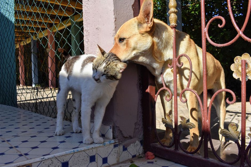 Une séparation sécurisée durant la rencontre entre chien et chat