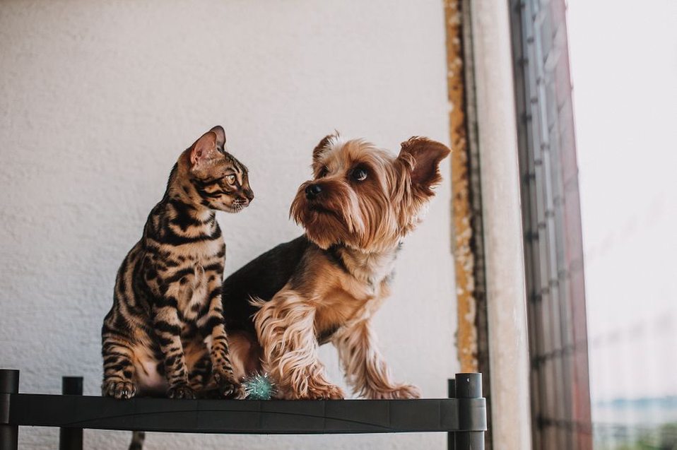 Un chat et un chien gardent leurs distances derrière une barrière