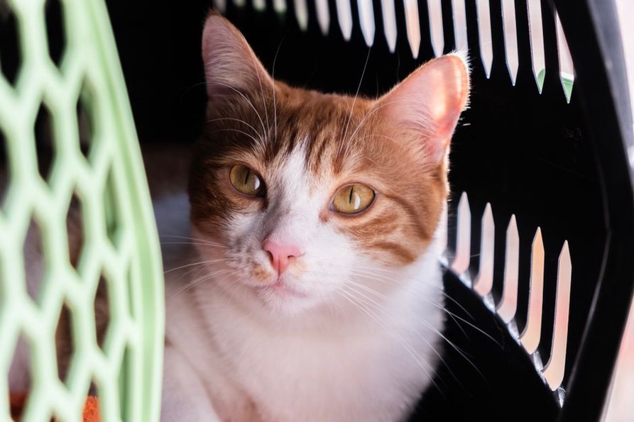 Un chat explore sa caisse de transport ouverte