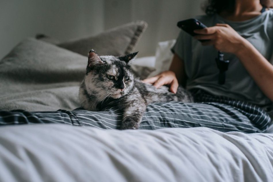 Un chat vient de lui-même près de son humain
