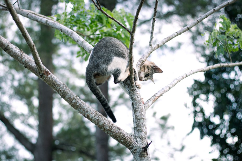 Chat grimpant sur un arbre à chat