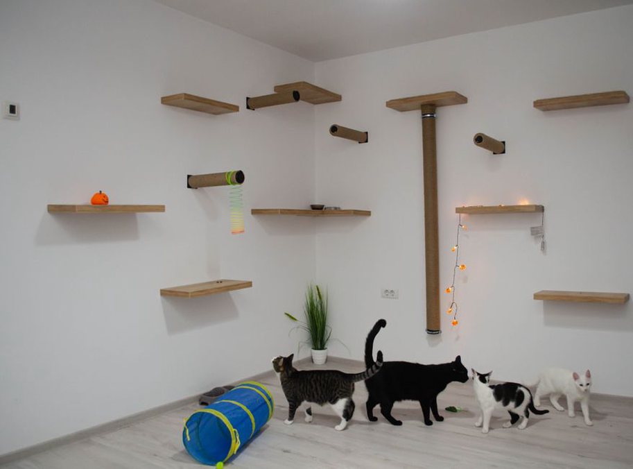 Un chat rejoint une plateforme stable du salon