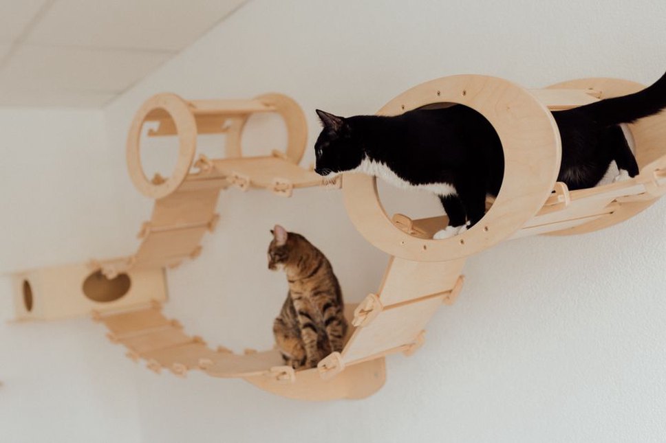 Parcours mural et griffoir pour chat