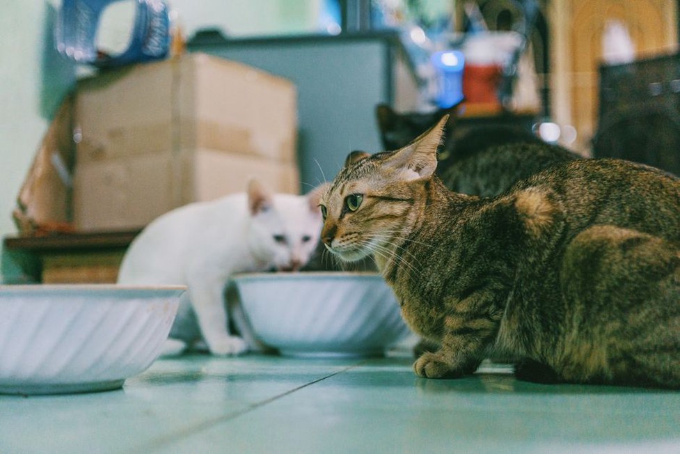 Un chat boit près de sa gamelle