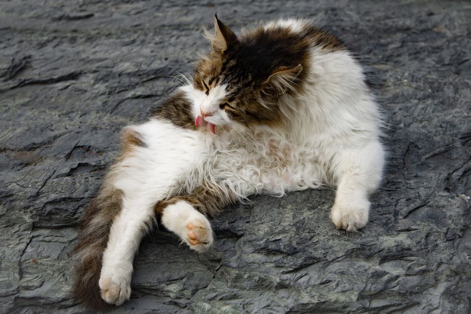 Un chat se toilettant lui-même tranquillement