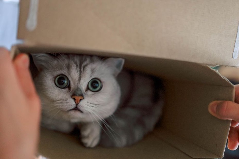 Un chat se repose dans une cachette à l’abri