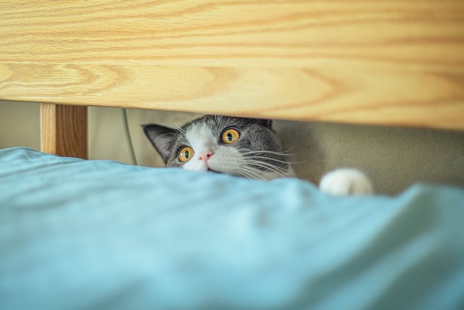 chat caché sous un lit, signe de malaise