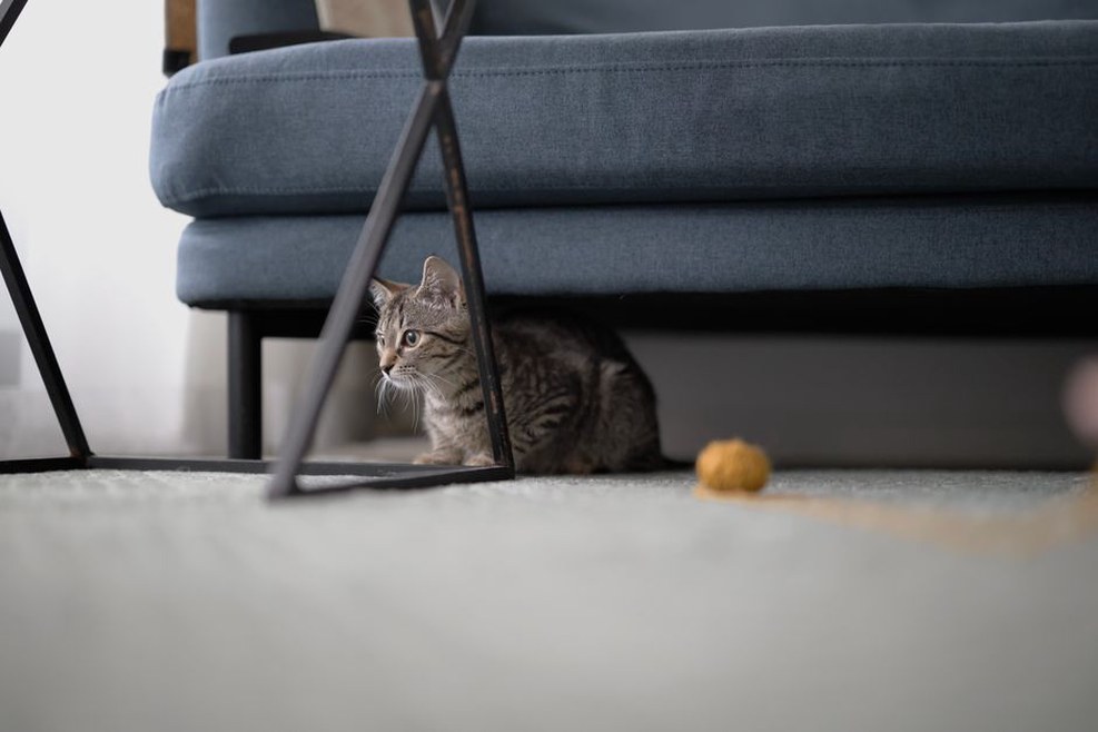 chat caché sous un lit