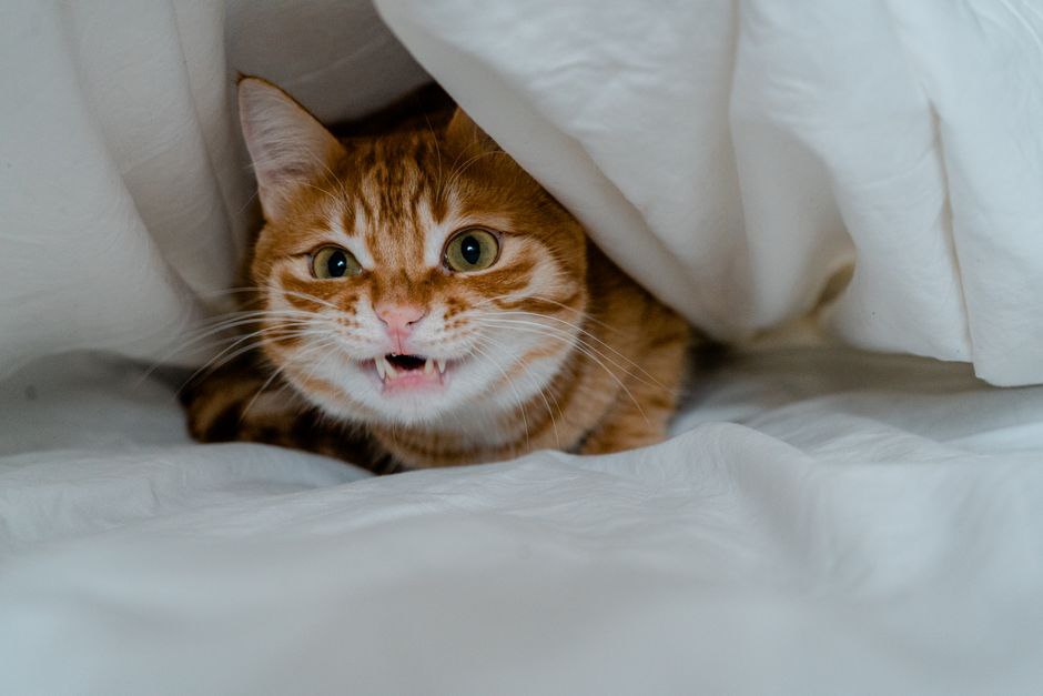 Un chat au calme sous un lit