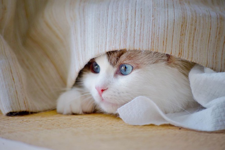 chat caché sous une couverture