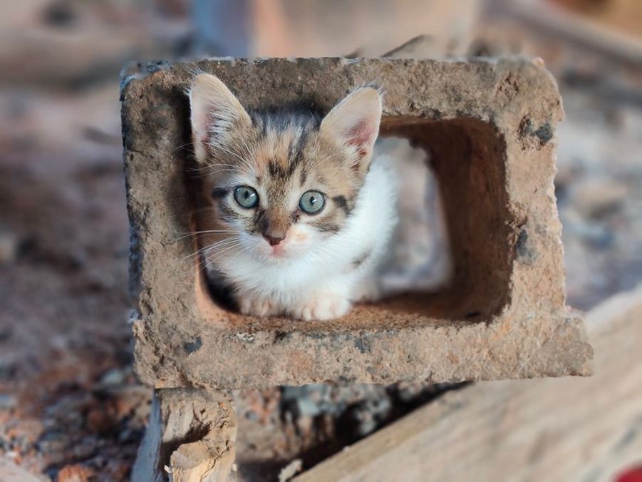 chat explorant un jardin sécurisé