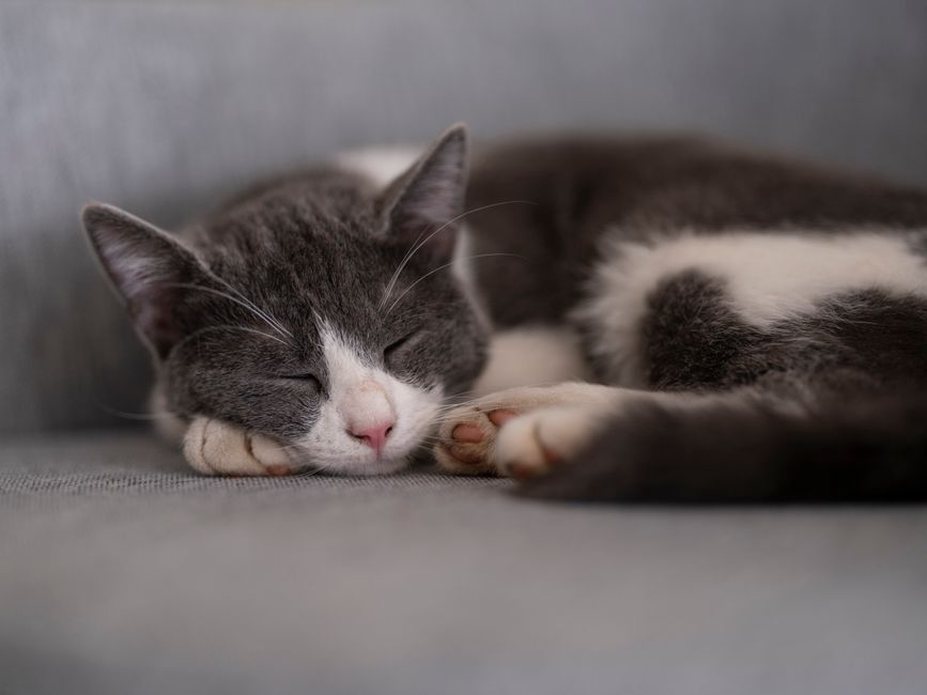 chat ronronnant allongé sur le canapé
