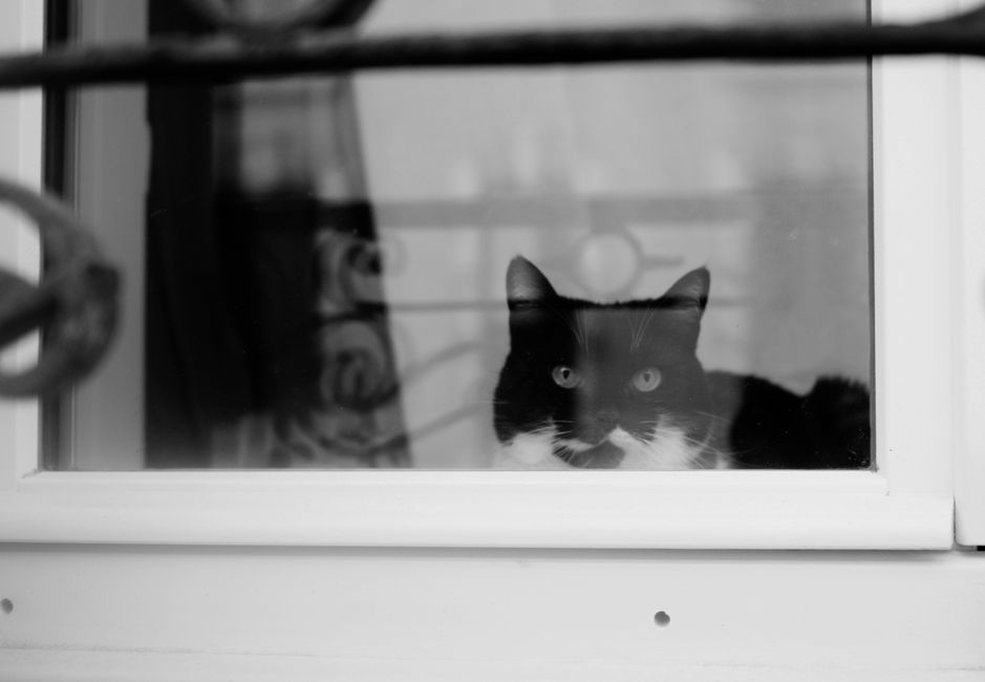 Chat regardant par la fenêtre d'un appartement en ville