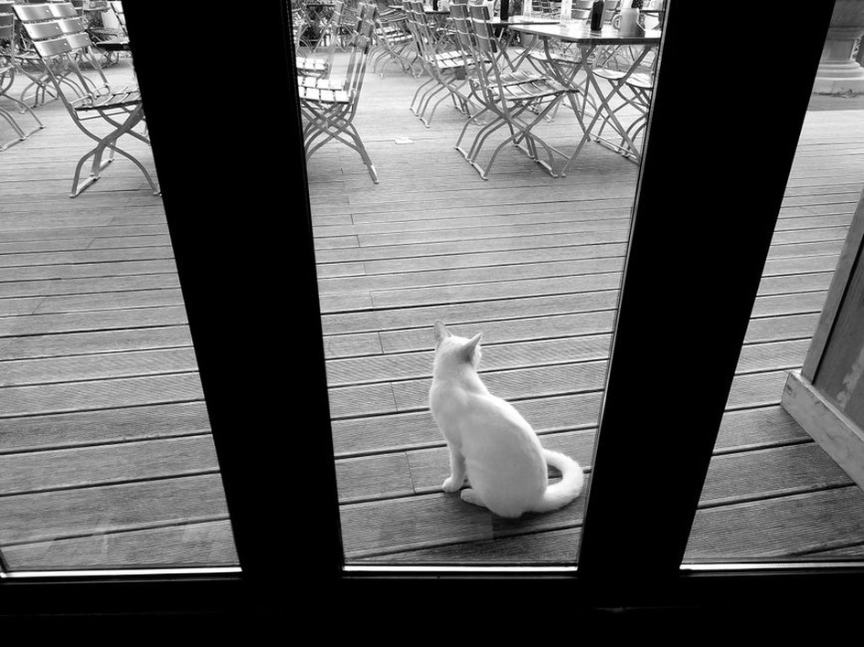 Un chat observe le jardin depuis une terrasse protégée