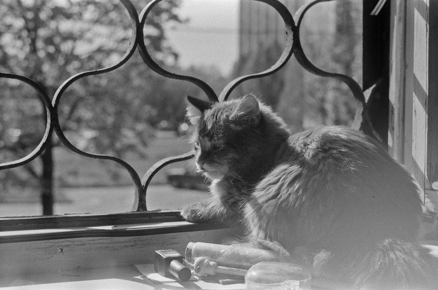 chat sur un rebord de fenêtre