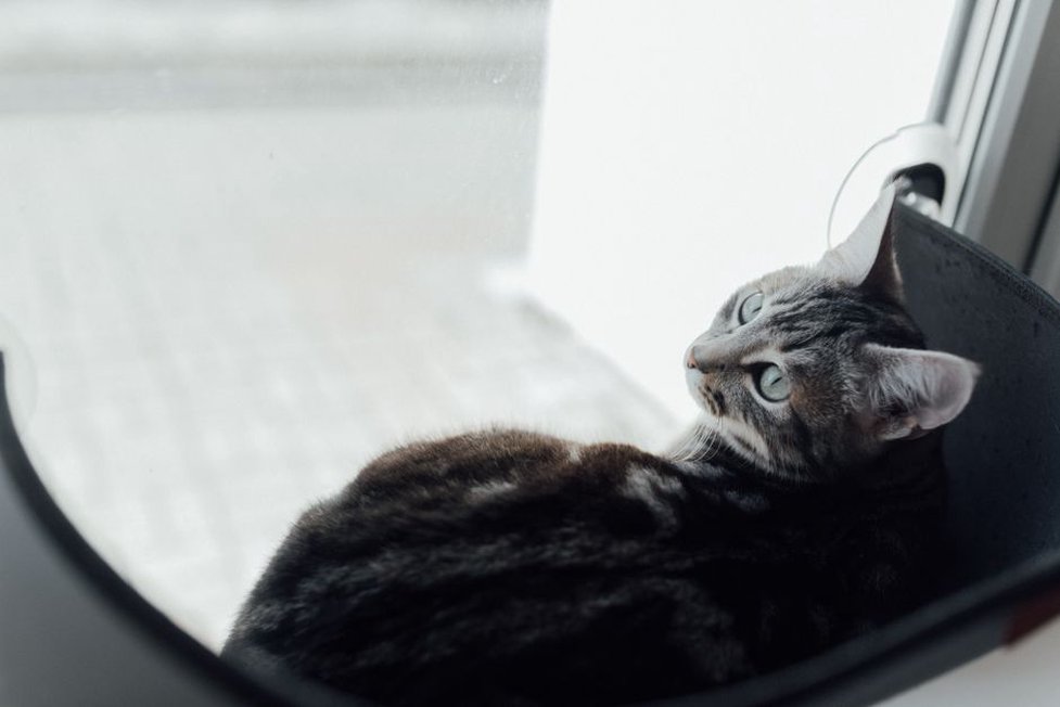 Un chat installé en hauteur près d’une fenêtre