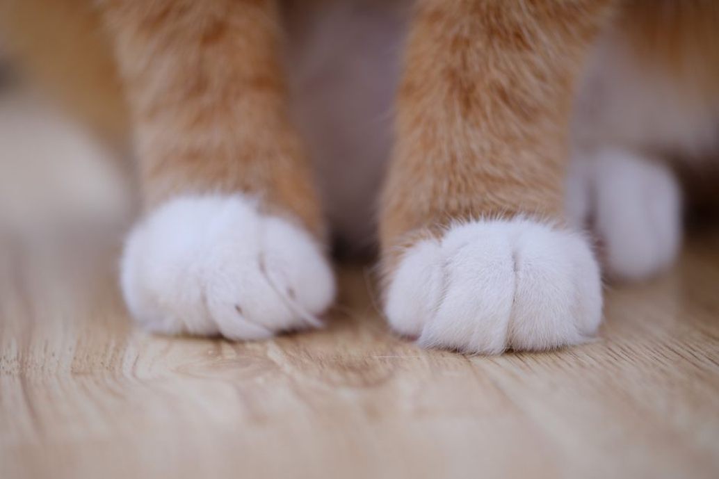 Vérification douce des coussinets d’un chat