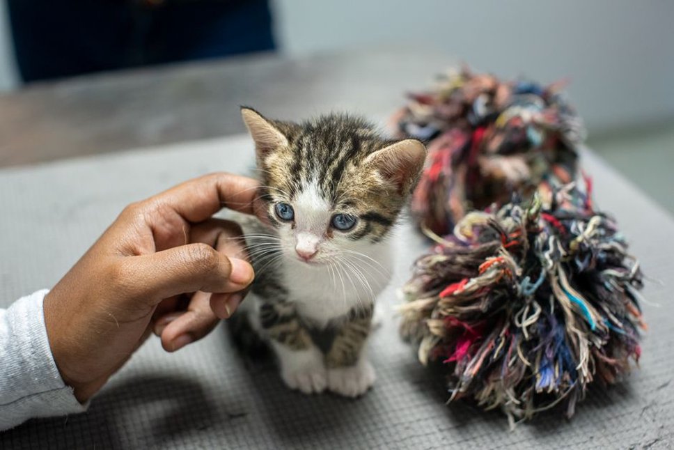 Un moment de jeu calme entre un chat et son adoptant