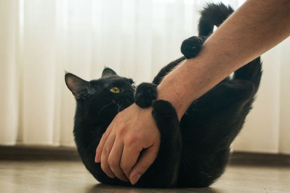Un chat suit calmement un jouet à plume