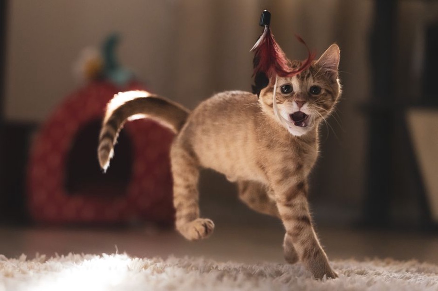 Un chat guette une plume près du canapé
