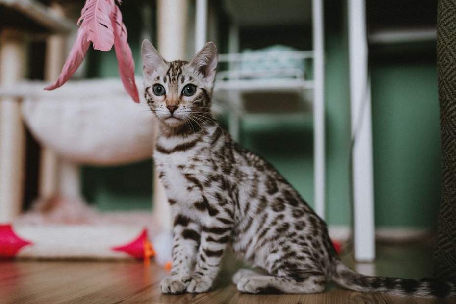 chat jouant avec des jouets colorés