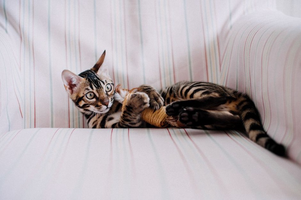 Un chat poursuit un jouet au sol