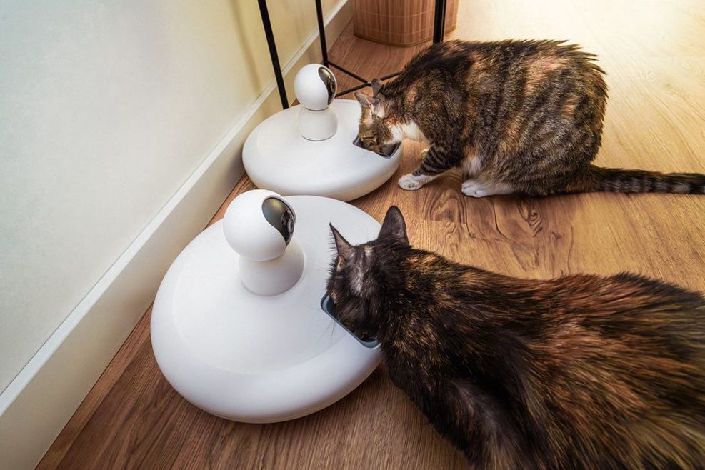 Un chat cherche des croquettes avec sa patte