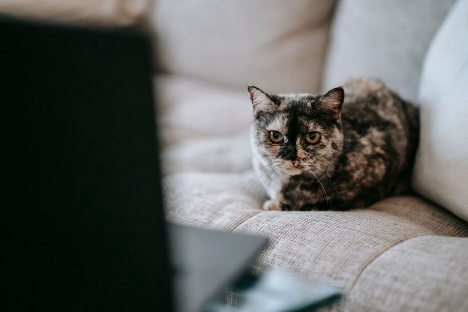 Un chat se repose près d’un ordinateur fermé