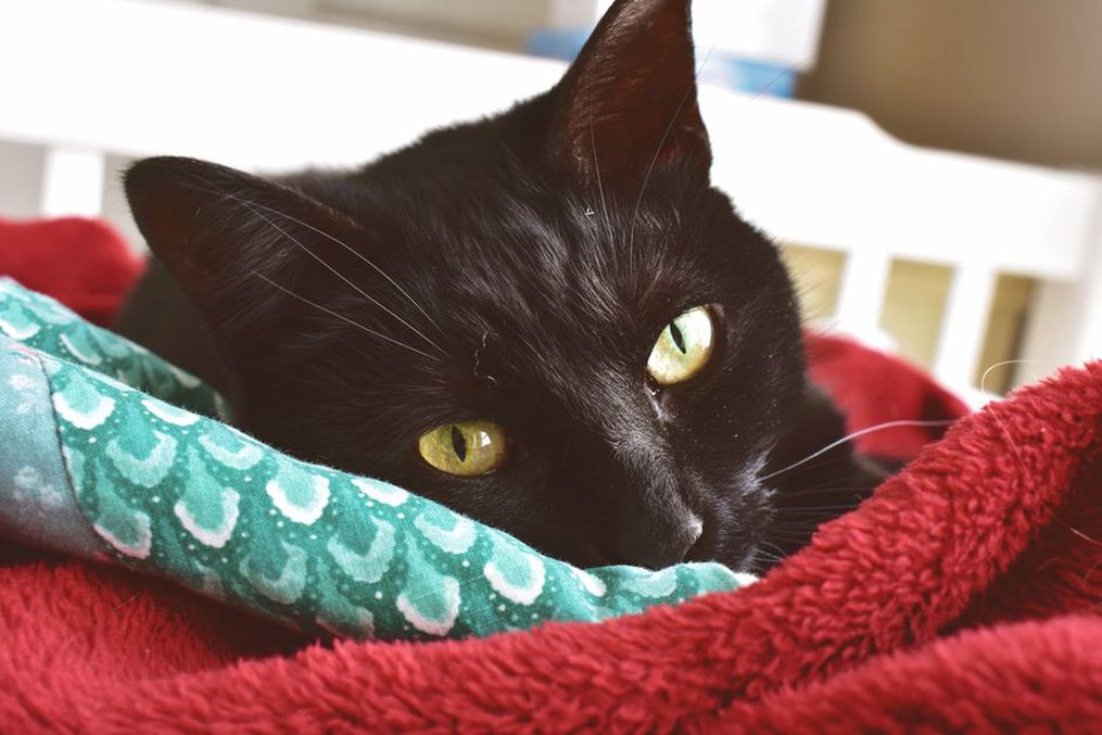 Un chat installé dans sa caisse avec sa couverture