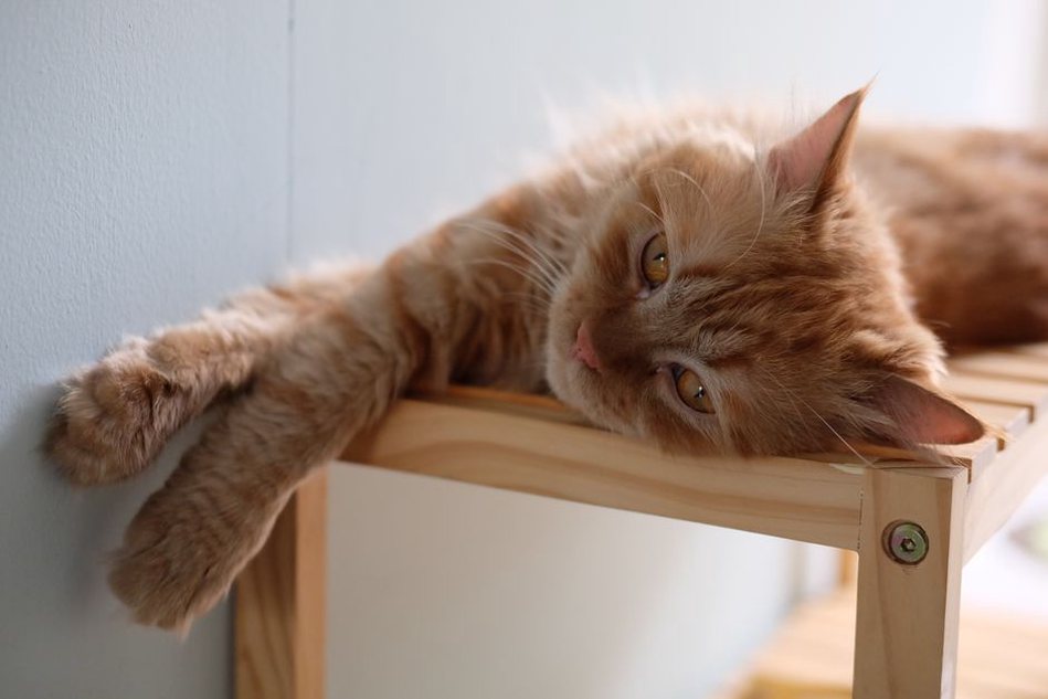 Une chatte installée sur une étagère en hauteur