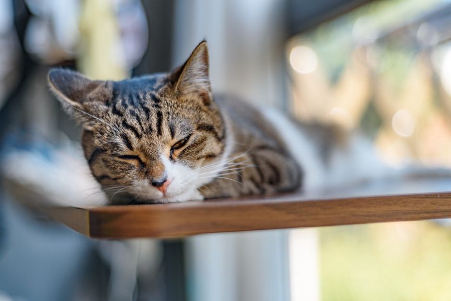 Un chat observe la pièce depuis une étagère accessible