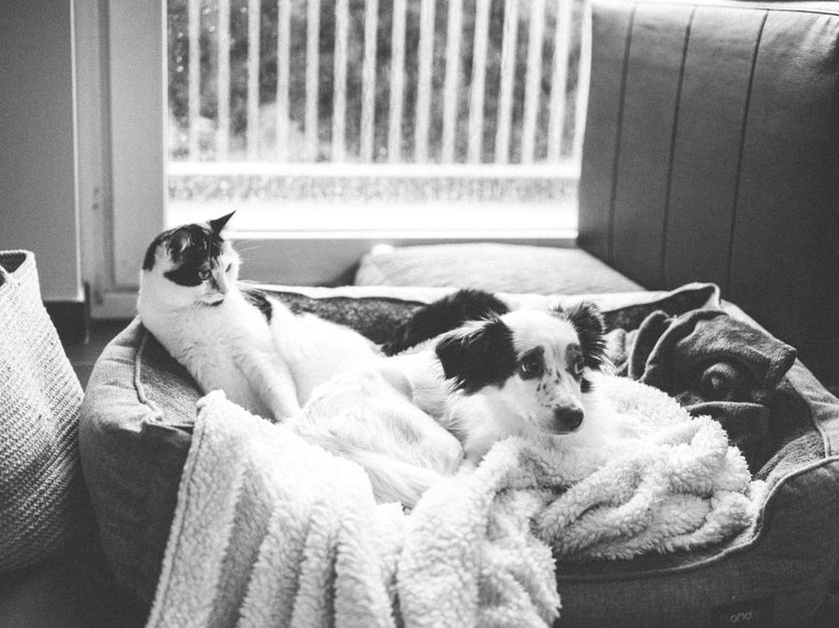 Un chat observe la pièce depuis son perchoir