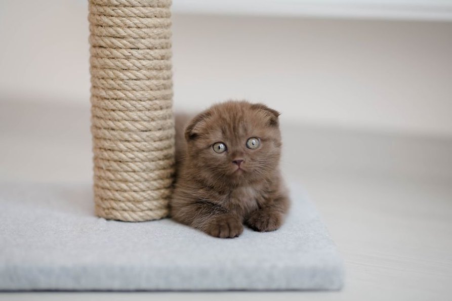 Un chat utilisant un griffoir en corde