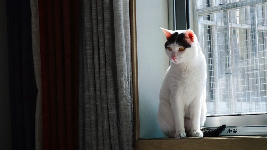 un chat tigré assis devant une fenêtre ouverte, le regard fixé sur une mangeoire suspendue