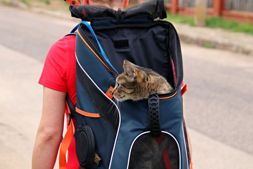 Coin repos aménagé pour un chat en déplacement
