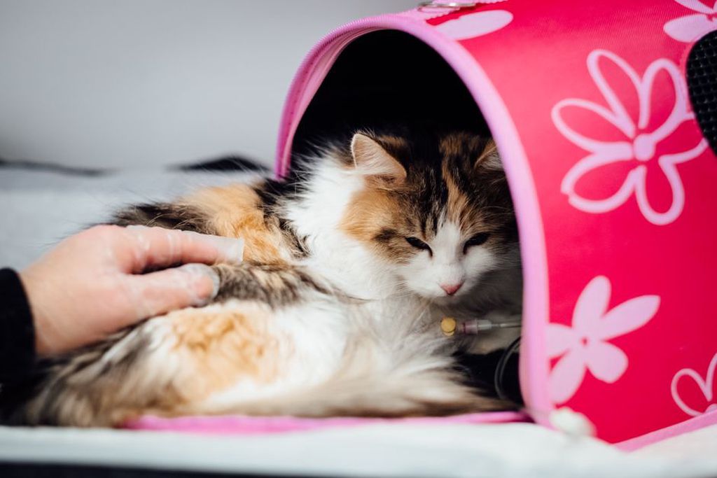 Un chat entre de lui-même dans sa caisse