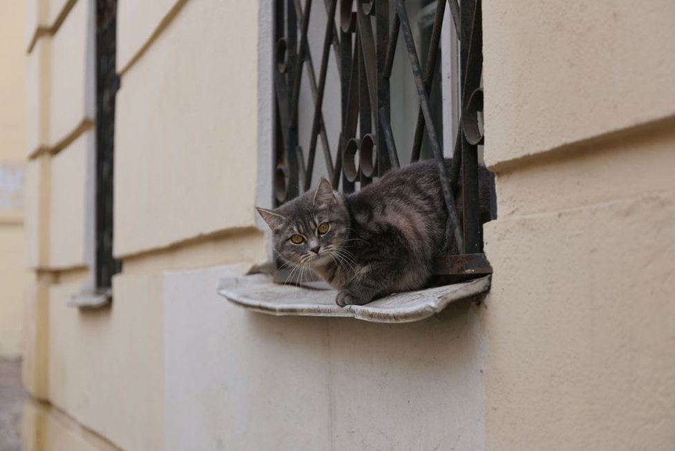 Un chat observe paisiblement le jardin depuis son perchoir