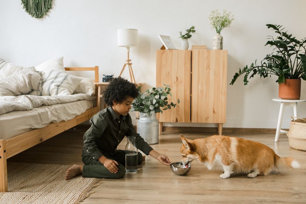enfant nourrissant un chien avec soin