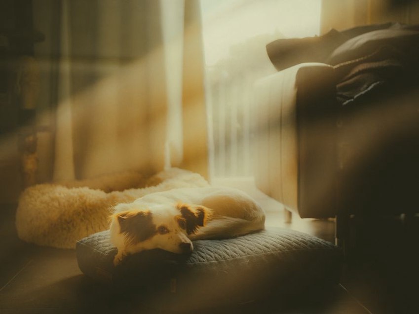 Un chien repose dans un coin calme du salon