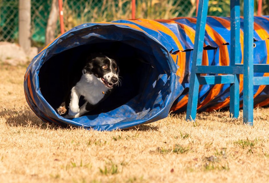 Un chien participant à un parcours d'agility