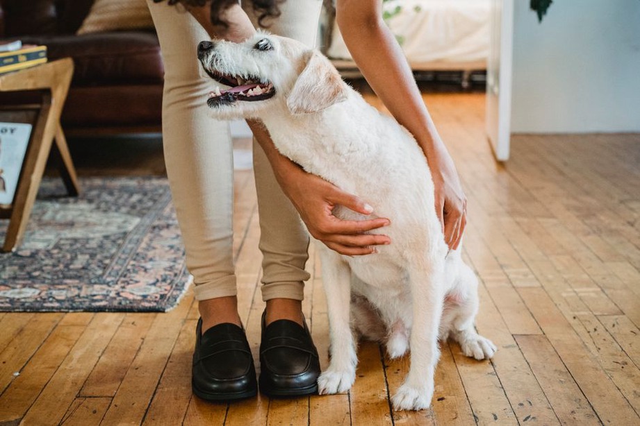 Un chien s’approche librement d’une personne assise
