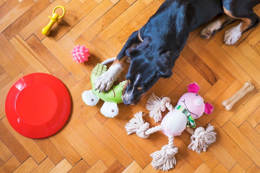Un chien explore plusieurs jouets posés au sol