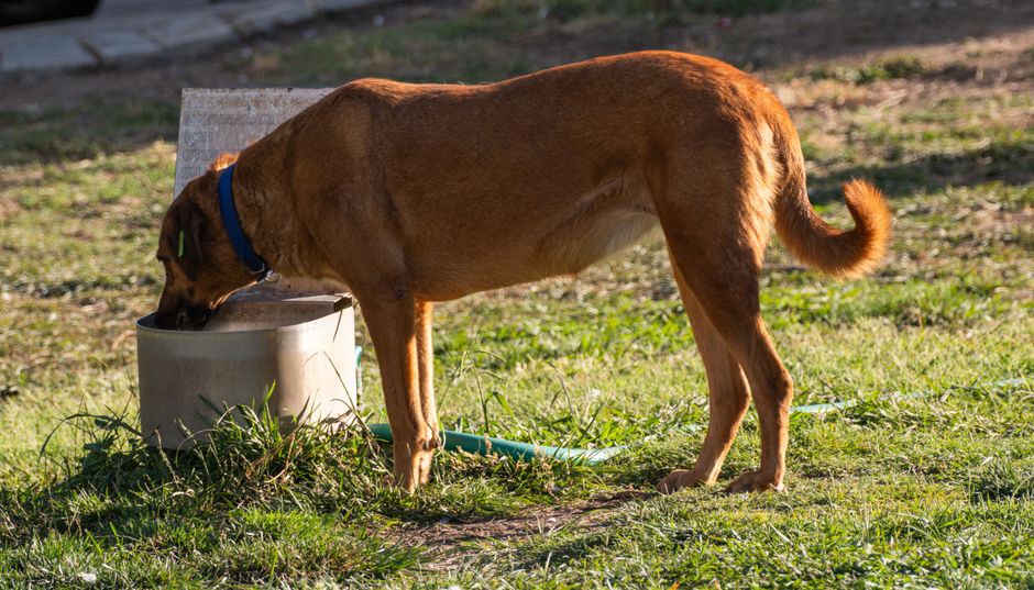 Pause hydratation d’un chien pendant le trajet