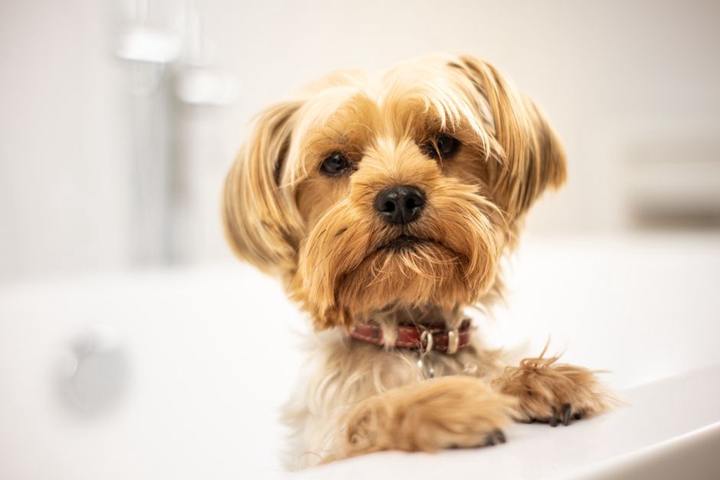 Un chien profitant d'un bain relaxant