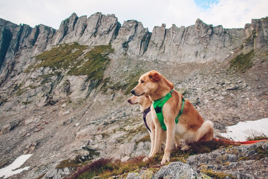Harnais pour chien dans un magasin pour animaux