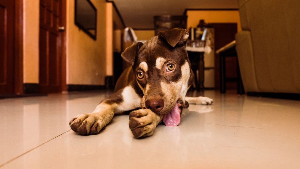 Chien se léchant les pattes au repos