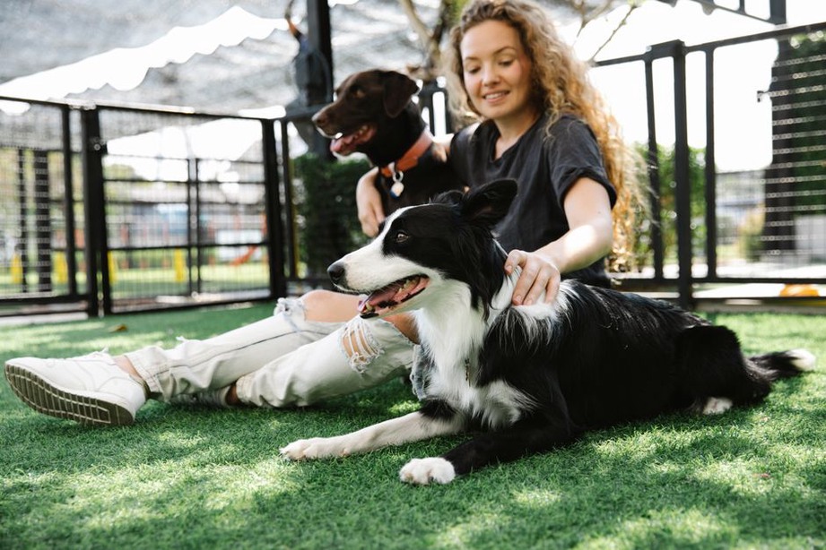 Une chienne détendue observée pendant une promenade