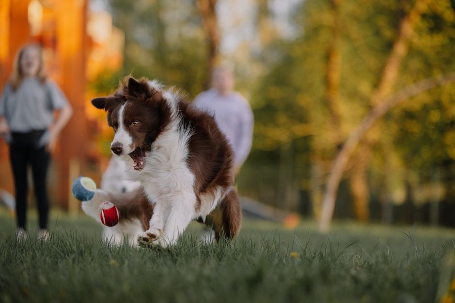 Un chien jouant à rapporter la balle dans un parc