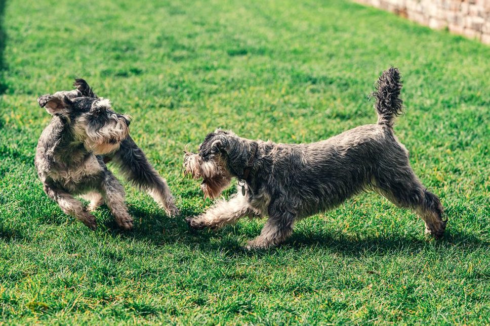 chien jouant dans le jardin